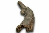 Theropod Dinosaur (Allosaurus) Femur - Bite Marks! #371504-3